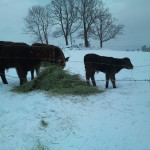 Auch imWinter haben die Kühe von Marcus Lieber ausreichend Auslauf.