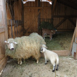 Bauernhof_Steinert_6