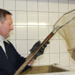 Forellen frisch geschlachtet.JPG