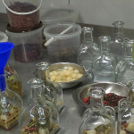 Kräuteressigherstellung