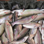 frische Forellen.JPG